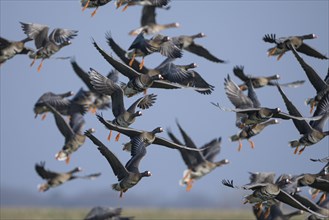 Greater white-fronted goose (Anser albifrons), flock of geese taking off, Bislicher Insel, Xanten,