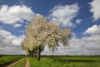 Path with blossoming fruit trees in spring, cultivated landscape, Grevenbroich, Lower Rhine, North