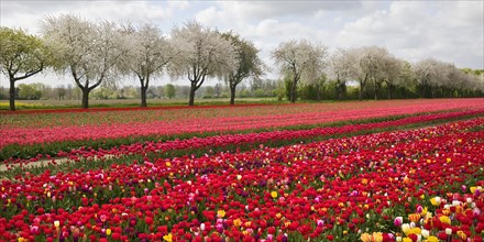 Tulip field in front of blossoming fruit trees, Grevenbroich, Lower Rhine, North Rhine-Westphalia,