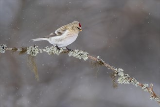 Northern arctic redpoll (Acanthis hornemanni), in the snow, Kaamanen, Finland, Europe