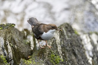 White-throated Dipper (Cinclus cinclus), at a torrent with prey in its beak, Rhineland-Palatinate,