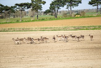 Herd of roe deer, Capreolus capreolus, standing in field, Alderton, Suffolk, England, UK