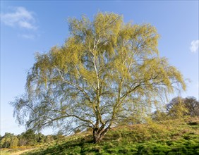 Silver birch tree in leaf, Betula pendula, early spring in Suffolk Sandlings heathland, Suffolk,