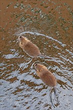 Two Nutria (Myocastor coypus) young animals swimming, Wilhelmsburg, Hamburg, Germany, Europe