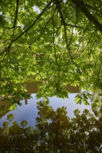 Light-flooded leaves of a chestnut tree (Castanea) at the Schlossgraben in Husum, district of