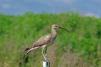 Curlew sitting on a pole, meadow, Iceland, Europe