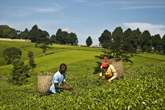 Tea workers, picking tea leaves, tea plantation, Kenya, Africa
