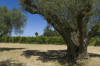 Beautiful vine of European grapes in Uruguayan winery in Canelos region. Moscato grapes