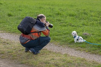 Elderly man photographing Bolonka Zwetna dog, Elbtalaue near Bleckede, Lower Saxony, Germany,