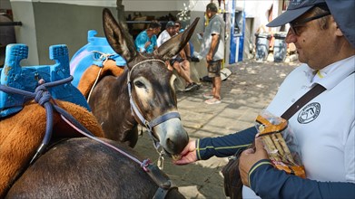 Donkey taxi, A man in uniform feeds a donkey equipped with a colourful saddle, Lindos, Rhodes,