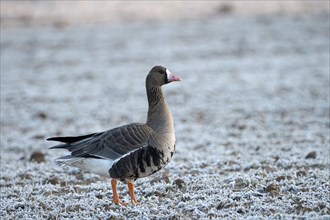 Greater white-fronted goose (Anser albifrons), adult bird, in frost, hoarfrost on the ground,