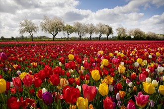 Splendid mixture on the tulip field in front of blossoming fruit trees, Grevenbroich, Lower Rhine,