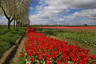 Tulip field and blossoming fruit trees, Grevenbroich, Lower Rhine, North Rhine-Westphalia, Germany,