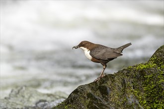White-throated Dipper (Cinclus cinclus), at a torrent with larvae in its beak,