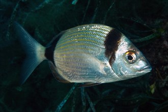 Close-up of Common two-banded seabream (Diplodus vulgaris) in the open sea wild, food fish,