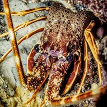 Extreme close-up of head Head portrait eyes of European spiny crayfish (Palinurus elephas),