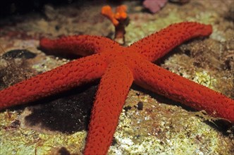 Mediterranean red sea star (Echinaster sepositus) Mediterranean red sea star crawls across the