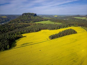 The symbolic mountain for Saxon Switzerland, the Lilenstein n blossoming rapeseed fields,