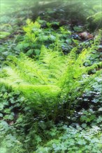 Lady fern (Athyrium filix-femina), North Rhine-Westphalia, Germany, Europe