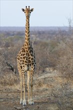South African giraffe (Giraffa camelopardalis giraffa) with two red-billed oxpeckers (Buphagus