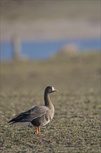 Greater white-fronted goose (Anser albifrons), adult bird, Bislicher Insel, Xanten, Lower Rhine,