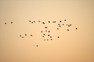 Barnacle goose (Branta leucopsis), flock of geese in flight, at sunrise, in front of the morning