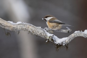 Grey-headed chickadee (Poecile cinctus), in the snow, Kaamanen, Finland, Europe