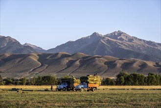 Farmers with two lorries harvesting hay bales in front of a mountainous landscape, Kyrgyzstan, Asia