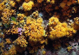 Colony of poisonous Yellow cluster anemones (Parazoanthus axinellae) in rocky reef, Mediterranean