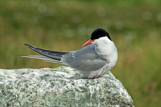Arctic tern perched on a rock, Iceland, Europe
