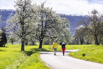Blossoming fruit trees in the orchards of the Swabian Alb, walkers with walking sticks, spring near