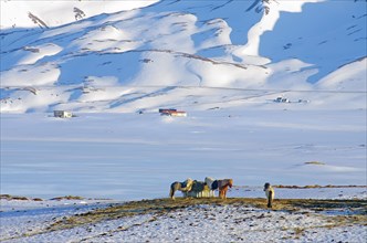 A group of Icelandic horses standing close together in a deep winter landscape on a hill, winter,