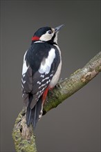 Great spotted woodpecker (Dendrocopos major), adult male, Dingdener Heide nature reserve, North