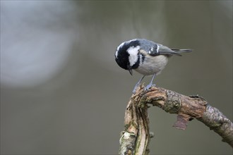 Coal tit (Parus ater), adult bird, Dingdener Heide nature reserve, North Rhine-Westphalia, Germany,