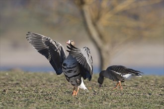 Greater white-fronted goose (Anser albifrons), two adult birds, one fledgling, Bislicher Insel,