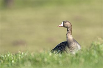 Greater white-fronted goose (Anser albifrons), adult bird, in a meadow, Bislicher Insel, Xanten,