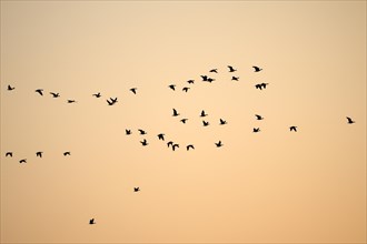 Barnacle goose (Branta leucopsis), flock of geese in flight, at sunrise, in front of the morning