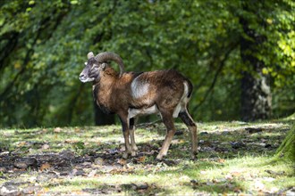 Mouflon (Ovis-gmelini), male, Vulkaneifel, Rhineland-Palatinate, Germany, Europe