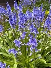 Blue Bellflowers blue (Hyacinthoides hispanica) Garden flower, Germany, Europe