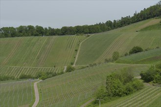 View of the vineyards around Loewenstein, Loewensteiner Berge, Heilbronner Land, Heilbronn, nature
