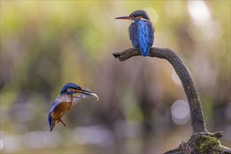 Common kingfisher (Alcedo atthis) Indicator of clean watercourses, courtship feeding, pair