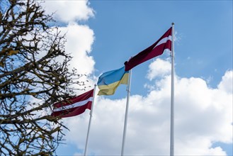 Two Latvian and one Ukrainian flag, Riga, Latvia, Europe