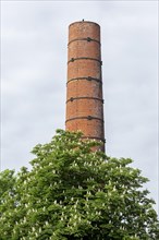 Chimney, tree, chestnut, former honey factory, Wilhelmsburg, Hamburg, Germany, Europe