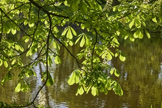 Light-flooded leaves and blossoms of a chestnut tree (Castanea) at the Schlossgraben in Husum,