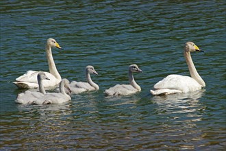 A family of Whooper swans in the water, North Iceland, Iceland, Europe