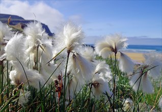 Flowering Cottongrass in front of a long sandy beach, Raudarsandur, Westfjords, Iceland, Europe