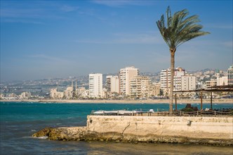 Palm tree in the beautiful city of Sidon in Lebanon