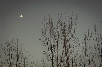 Moon at dusk in the sky of lebanon