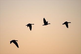 Barnacle goose (Branta leucopsis), flying geese at sunrise, in front of the morning sky, Bislicher
