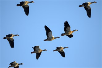Egyptian goose (Alopochen aegyptiaca), geese in flight, Bislicher Insel, Xanten, Lower Rhine, North